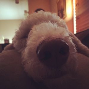 Meet your Posher, Brooke